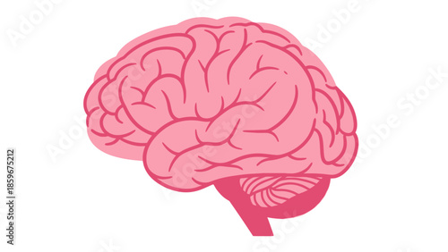 Human Brain Anatomy Illustration Pink Color.
