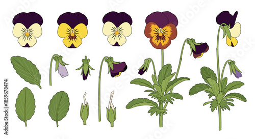 Detailed botanical illustration set showing the life cycle and different parts of a viola or pansy flower from bud to full bloom.