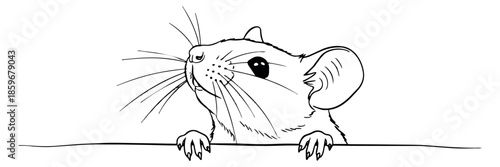 Hand drawn line art illustration of a mouse depicting it peering over a border for design projects