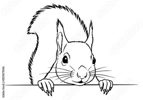 Hand drawn line art illustration of a squirrel depicting peeking over a border for nature designs