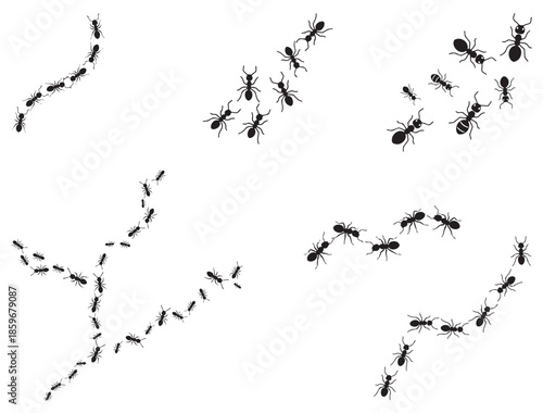 ANTS WALKING SILHOUETTE