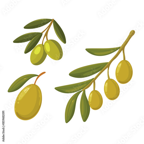Branch of olives. Flat vector clipart, illustration with isolated background.