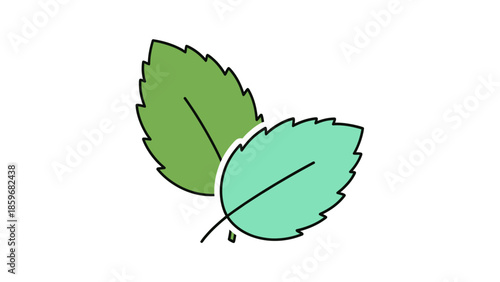 Simple Illustration of Two Green Leaves.