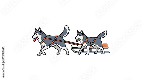 Two Dogs Pulling Sled in Harness.