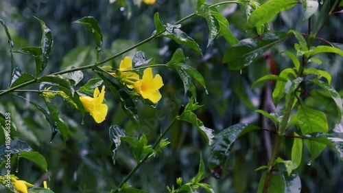 Rain falling on yellow allamanda flowers and green leaves in a garden during a storm
