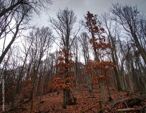 Autumn forest view looking upward