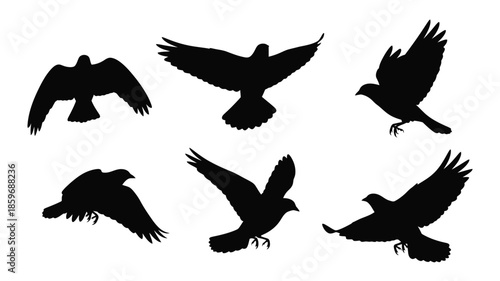 Silhouette collection of birds in flight showcasing diverse wing positions