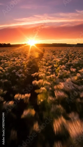 Dramatic sunset over a field of flowers warm colors in the sky natural outdoor landscape at dusk