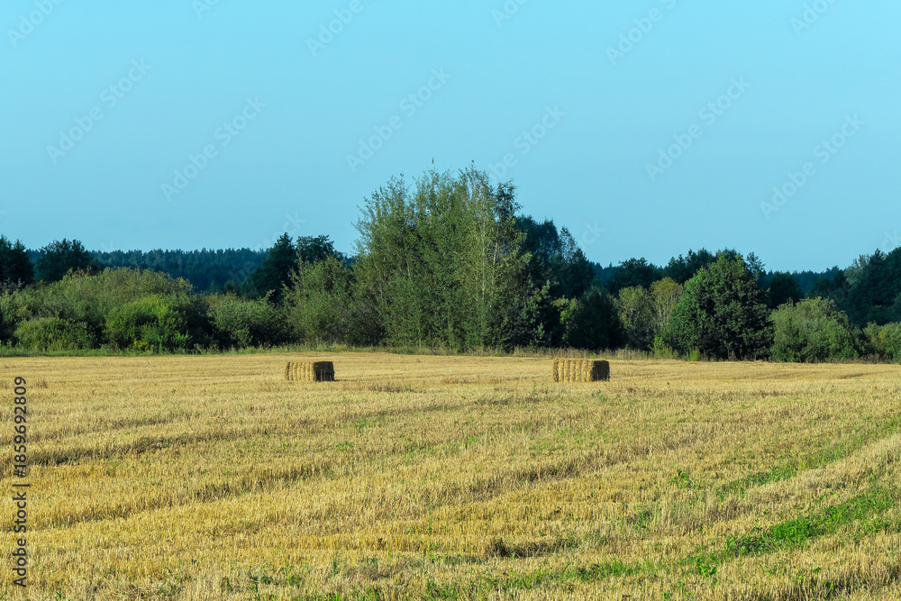 Obraz premium Hay bales scattered across harvested field. Golden hay bales on rural farmland after harvest with forest background. Agricultural landscape with rectangular hay bales on stubble field.
