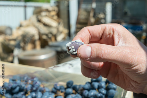 Tableau sur toile Noble rot on wine grape