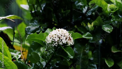 Rain falling on white ixora flowers and green leaves in a dark moody garden with bokeh background