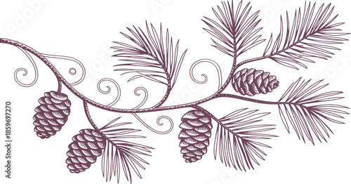 Hand drawn pine branch with pinecones vector, vintage botanical illustration of a conifer tree bough for winter and holiday design