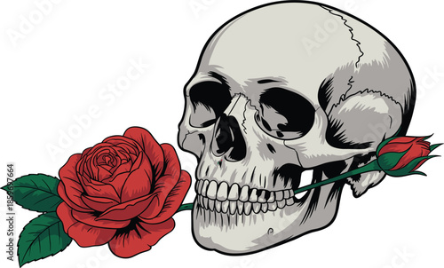Human skull and red rose vector illustration, vintage tattoo style anatomical skull with a blooming rose and green leaves