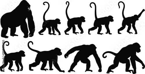 Primate evolution silhouette sequence showing monkey to gorilla progression isolated on white background scientific animal vector illustrationWeb