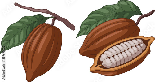 Cocoa pods with leaves illustration isolated on white background, cacao fruit whole and cut, chocolate ingredient botanical vector design collection