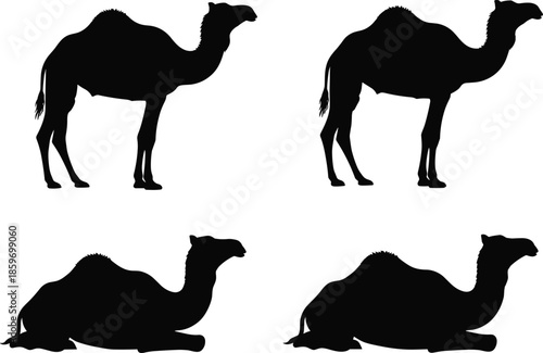 Set of black vector silhouettes of dromedary camels, standing and sitting poses, isolated on white background, desert animal concept.