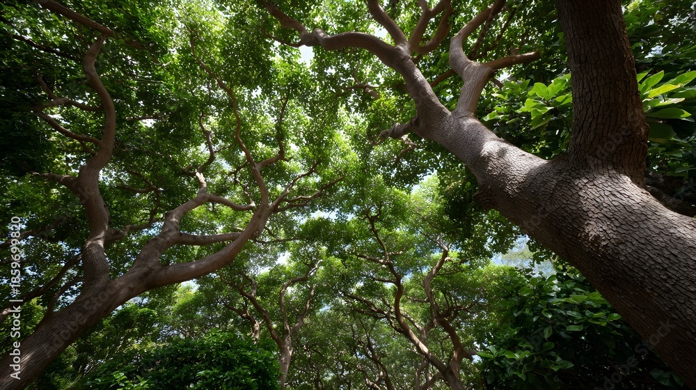 Fototapeta premium Looking up through a lush green forest canopy with d d sunlight filtering through branches