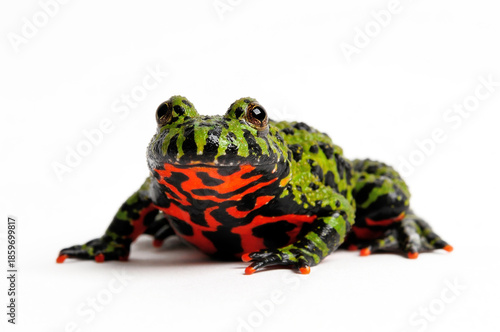 Oriental fire-bellied toad // Chinesische Rotbauchunke (Bombina orientalis)