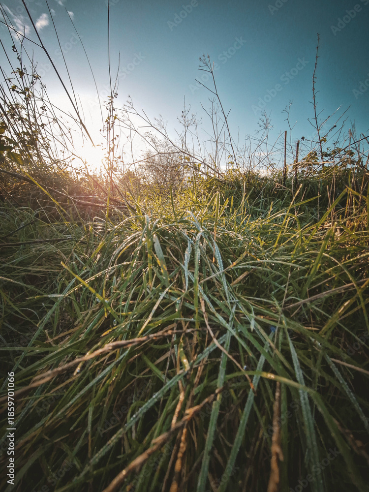 Fototapeta premium Frosted grass at sunrise in countryside