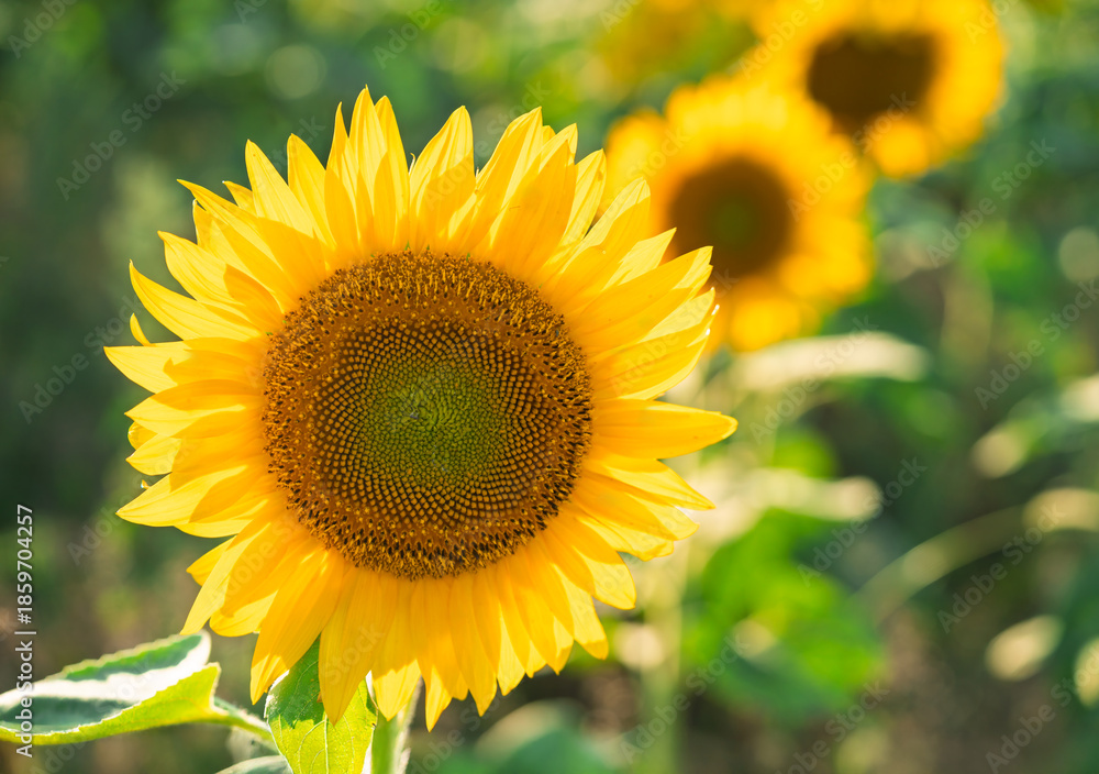 Obraz premium Sunflowers growing in a farm field.