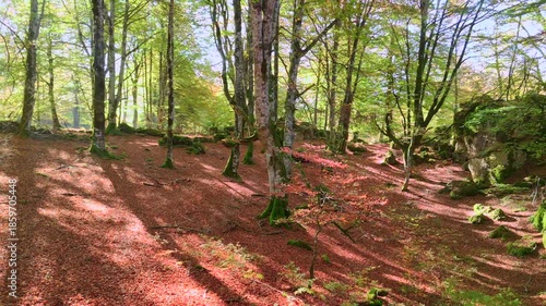 Among Golden Leaves: A Silent Flight Through the Heart of the Forest