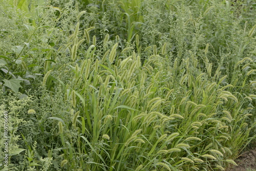 Grüne Borstenhirse,  Setaria viridis