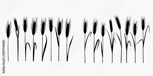 Set of black silhouettes of wheat, rye, and barley ears, cereal plants, grain crops, isolated on transparent background.
