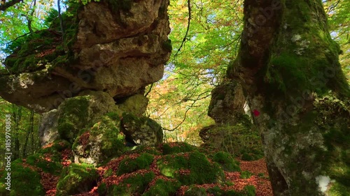 Autumn Whispers: Navigating Between Trees and Stone
