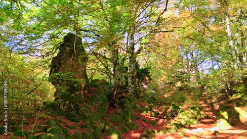 Autumn From Within: The Forest Seen Through Mechanical Wings