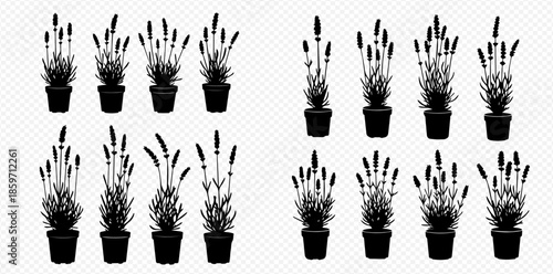 Set of potted lavender plants in black and white silhouette, isolated on transparent background, for gardening and botanical themes.