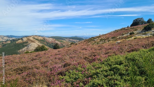 Wallpaper Mural Les beaux plateaux de bruyère du mont Caroux à la fin de l'été (parc naturel régional du Haut-Languedoc) Torontodigital.ca
