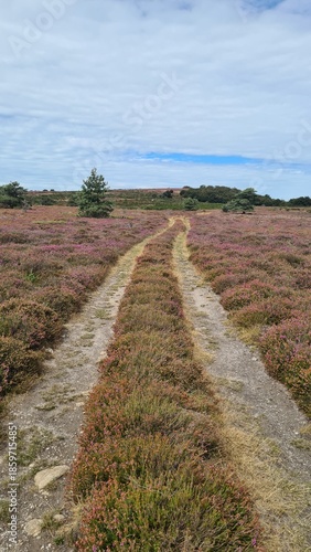 Randonnée à travers les magnifiques paysages de landes de bruyère du plateau du Caroux (Languedoc)	
