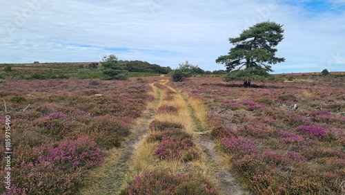 Randonnée à travers les magnifiques paysages de landes de bruyère du plateau du Caroux (Languedoc)