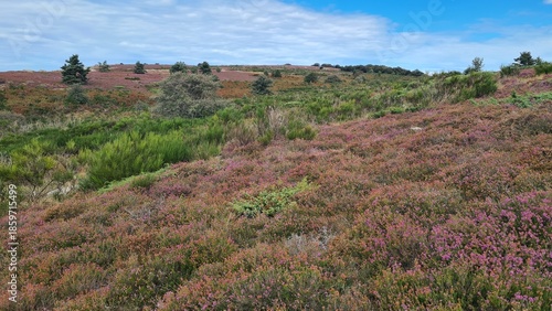 Les magnifiques paysages de landes de genêts et de bruyère du mont Caroux (Hérault)
