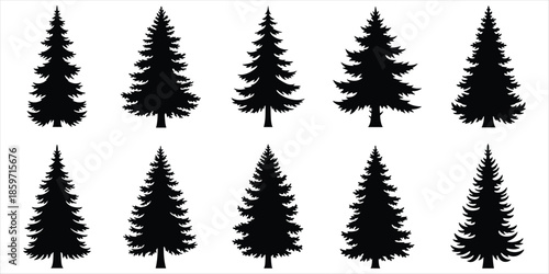 Collection of black silhouettes of various pine and fir trees Keywords: pine tree, fir tree, conifer, evergreen, silhouette