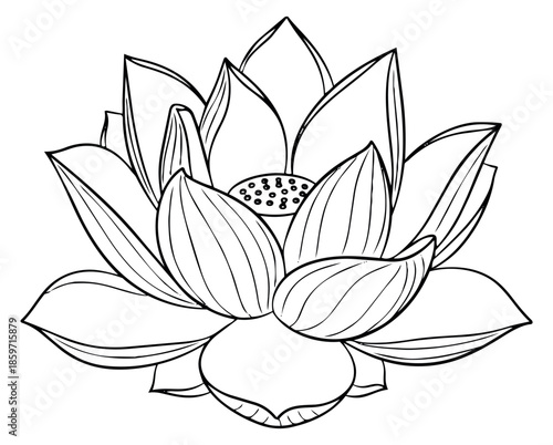 Hand drawn line art illustration of a lotus flower depicting serenity and natural beauty for spiritual or wellness designs