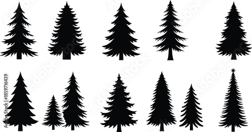 Collection of ten diverse black silhouette pine and fir trees on white pine tree evergreen