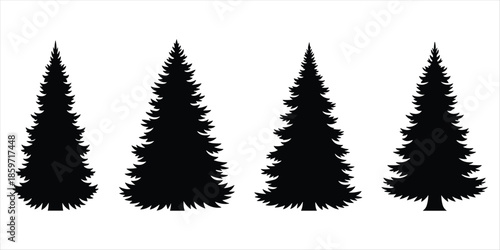 Four black silhouettes of tall, conical pine trees on a white background Keywords: tree, trees, pine, fir, spruce, silhouette