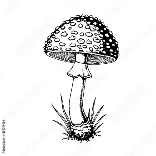 Illustrated mushroom in grass