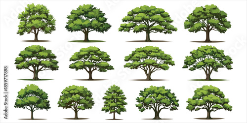 Realistic Green Trees with Detailed Foliage and Trunks on White Background vector illustration