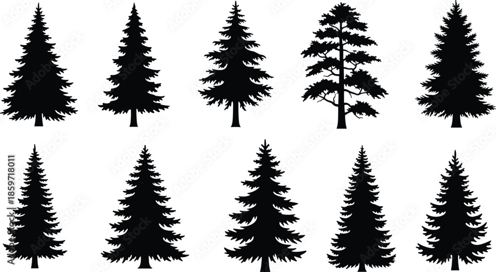 Obraz premium Set of Black Silhouette Pine Trees and Fir Trees on White Background Keywords: pine tree, fir tree, evergreen, conifer