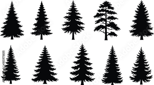 Set of Black Silhouette Pine Trees and Fir Trees on White Background Keywords: pine tree, fir tree, evergreen, conifer
