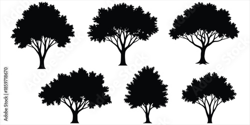Six Black Silhouettes of Deciduous Trees with Branching Structures on White branches