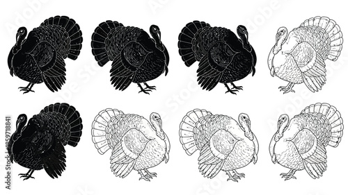 A collection of detailed turkey illustrations in varying shades and styles