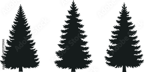Three tall black silhouette pine trees with detailed branches on white fir tree white background