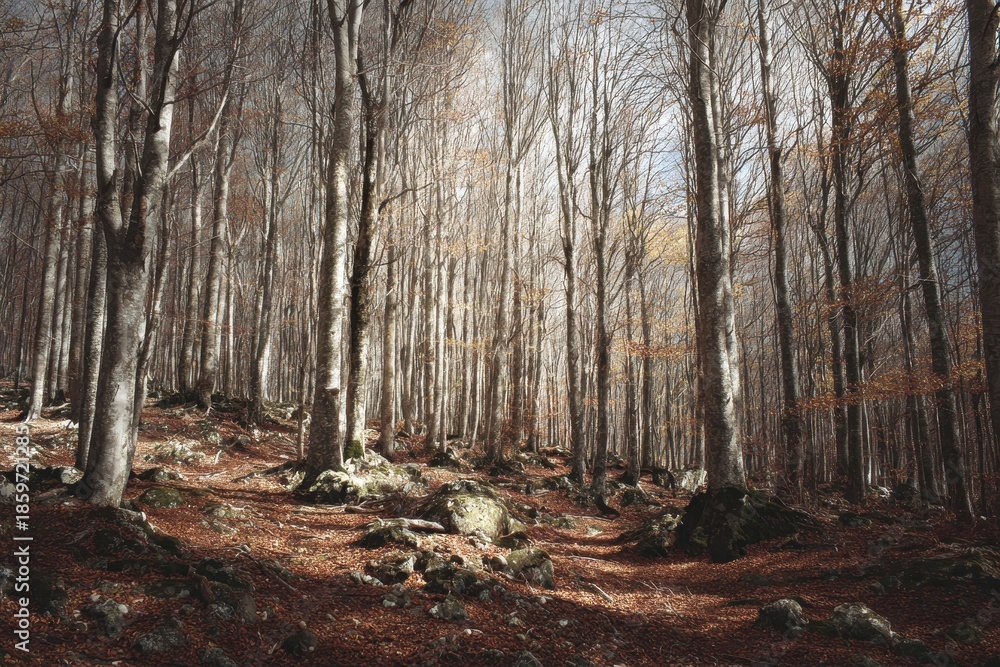 Obraz premium Quiet autumn forest scene with tall trees shedding leaves and a gentle sunlight filtering through the branches at midday