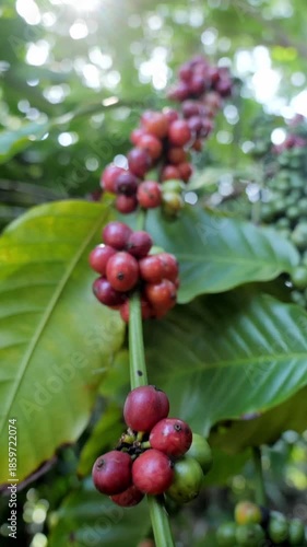 Close up shot of coffee beans on the coffee tree branch