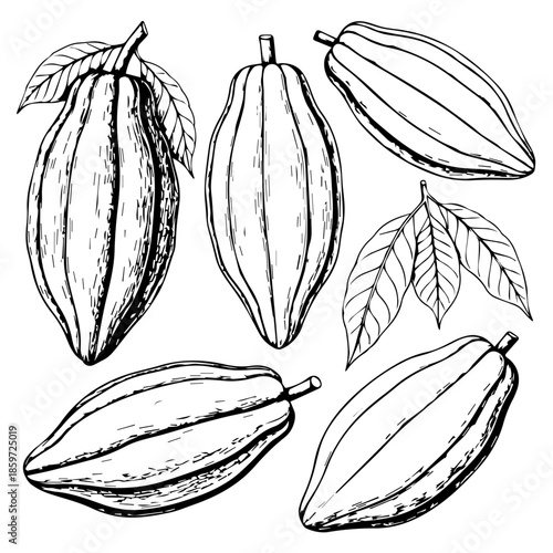 Illustration of cacao pods and leaves