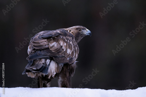 Golden eagle early in the morning in the forest