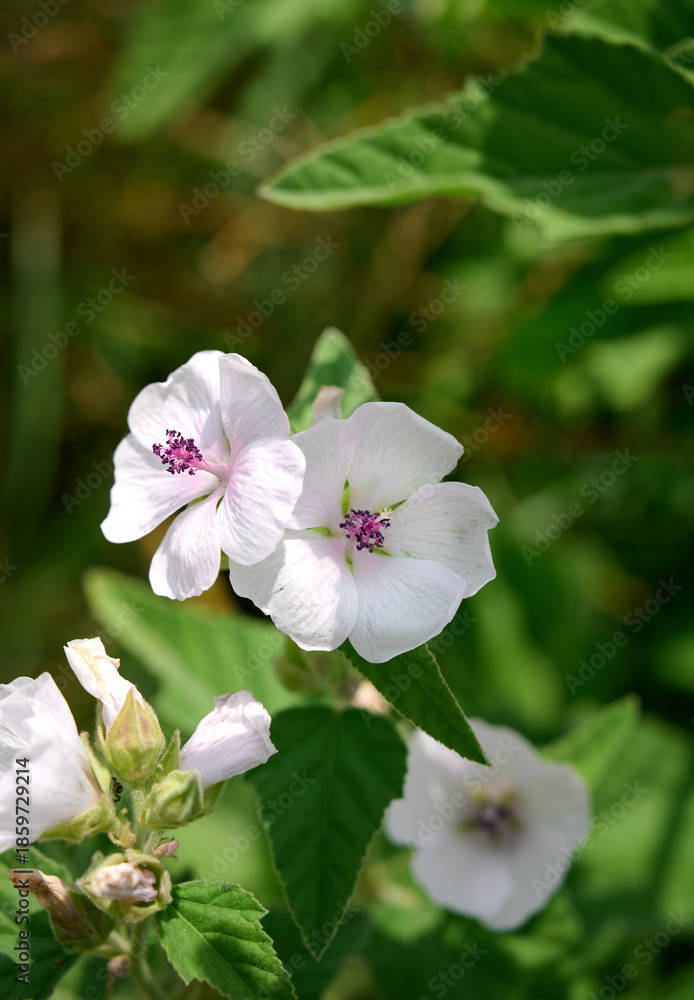 Fototapeta premium Wild flower Althaea officinalis in the garden.